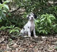 Merle female, a female Great Dane for sale in Ocala, FL – 1 of 3