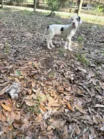 Harl pie male, a male Great Dane for sale in Ocala, FL – 3 of 3