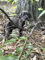 Tiny girl, a female Great Dane for sale in Ocala, FL – 2 of 3