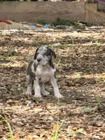 Merle boy, a male Great Dane for sale in Ocala, FL – 3 of 3