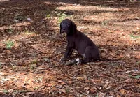 Black female, a female Great Dane for sale in Ocala, FL – 3 of 3
