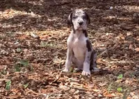 Merle boy, a male Great Dane for sale in Ocala, FL – 2 of 3