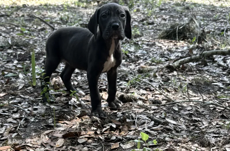 Black female – Great Dane puppy for sale in Ocala, FL