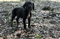 Black female, a female Great Dane for sale in Ocala, FL – 1 of 3