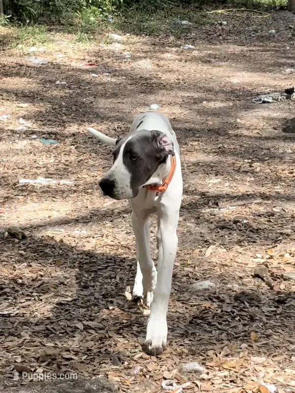 Medusa – Great Dane puppy for sale in Ocala, FL