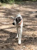 Medusa, a female Great Dane for sale in Ocala, FL – 1 of 3