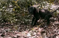 Black female, a female Great Dane for sale in Ocala, FL – 2 of 3