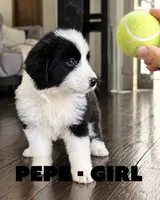 Pepe, a female Border Collie and Aussiedoodle for sale in Shelbyville, TX – 2 of 7