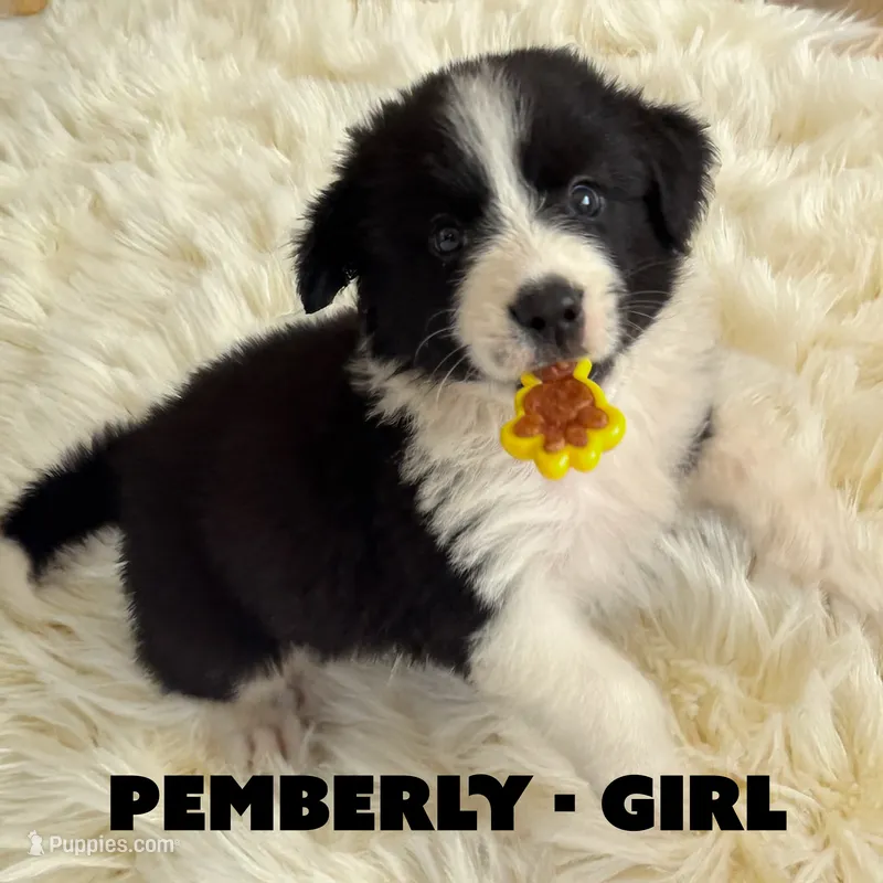 Pemberly – Border Collie, Aussiedoodle puppy on hold in Shelbyville, TX