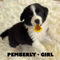 Pemberly, a female Border Collie and Aussiedoodle for sale in Shelbyville, TX – 1 of 7