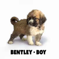 Bentley, a male Anatolian Shepherd Dog and Great Pyrenees for sale in Shelbyville, TX – 2 of 7