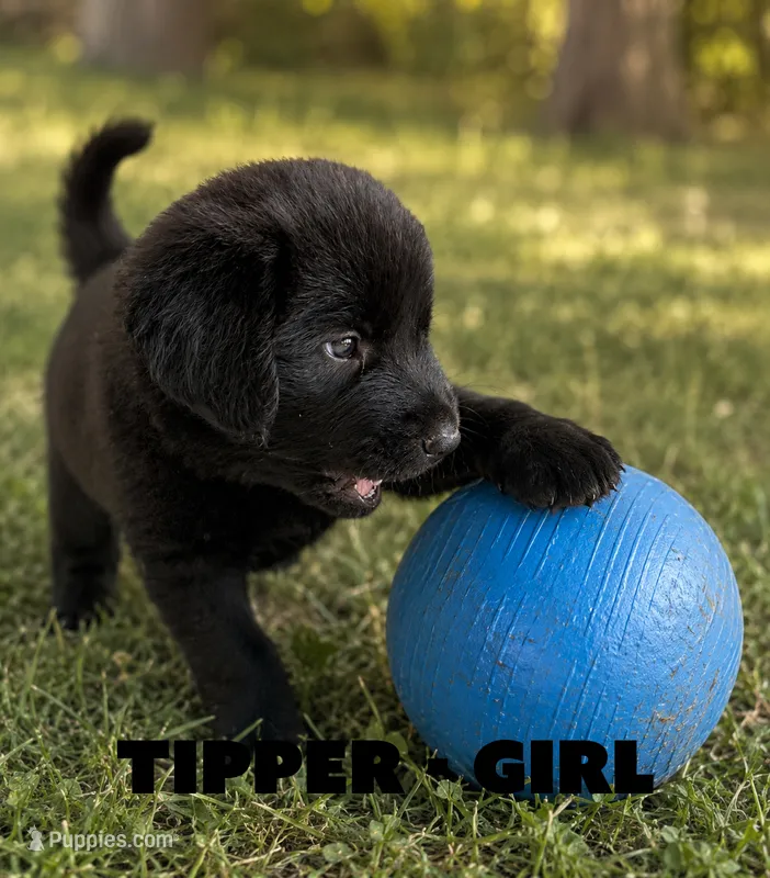 Tipper – Anatolian Shepherd Dog, Great Pyrenees puppy for sale in Shelbyville, TX