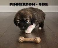 Pinkerton, a female Anatolian Shepherd Dog and Great Pyrenees for sale in Shelbyville, TX – 2 of 7