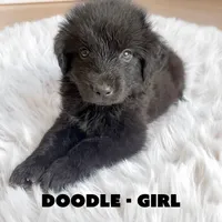 Doodle, a female Anatolian Shepherd Dog and Great Pyrenees for sale in Shelbyville, TX – 5 of 7