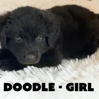 Doodle, a female Anatolian Shepherd Dog and Great Pyrenees for sale in Shelbyville, TX – 2 of 7
