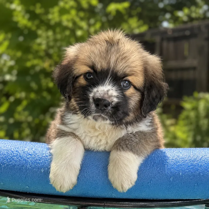 Bentley – Anatolian Shepherd Dog, Great Pyrenees puppy for sale in Shelbyville, TX