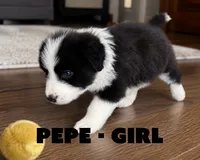 Pepe, a female Border Collie and Aussiedoodle for sale in Shelbyville, TX – 4 of 7