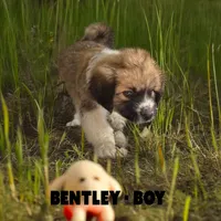 Bentley, a male Anatolian Shepherd Dog and Great Pyrenees for sale in Shelbyville, TX – 5 of 7