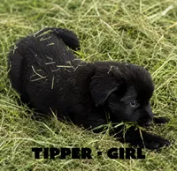 Tipper, a female Anatolian Shepherd Dog and Great Pyrenees for sale in Shelbyville, TX – 3 of 7