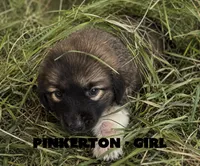 Pinkerton, a female Anatolian Shepherd Dog and Great Pyrenees for sale in Shelbyville, TX – 4 of 7