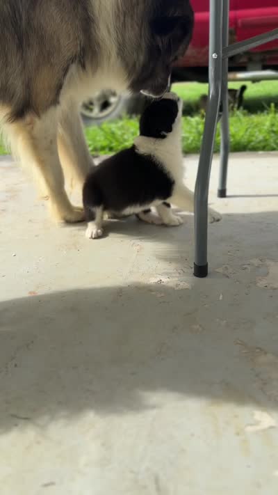 Pemberly, a female Australian Shepherd and Poodle - Standard  for sale in Shelbyville, TX – 3 of 8