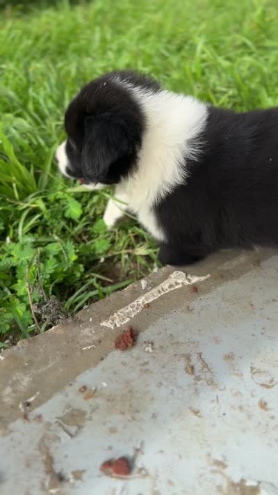 Pemberly, a female Australian Shepherd and Poodle - Standard  for sale in Shelbyville, TX – 2 of 8