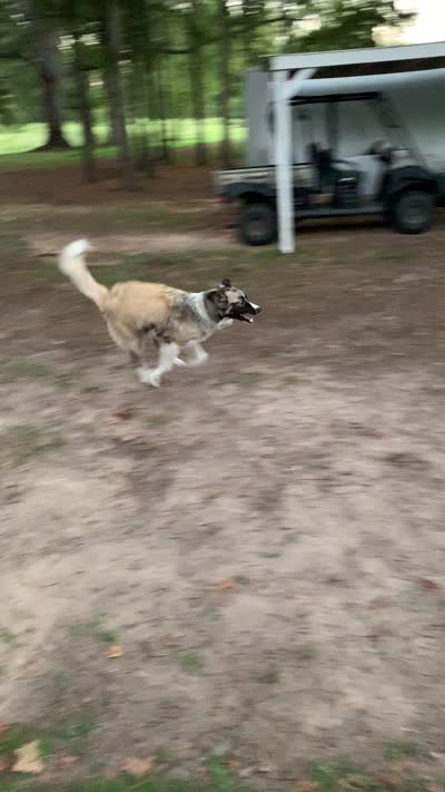 Pinkerton, a female Anatolian Shepherd Dog and Great Pyrenees for sale in Shelbyville, TX – 7 of 7
