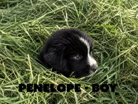 Penelope, a male Border Collie and Aussiedoodle for sale in Shelbyville, TX – 5 of 7