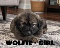 Wolfie, a female Anatolian Shepherd Dog and Great Pyrenees for sale in Shelbyville, TX – 2 of 7