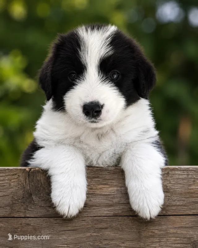 Pepe – Australian Shepherd, Poodle - Standard  puppy for sale in Shelbyville, TX