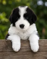 Pepe, a female Australian Shepherd and Poodle - Standard  for sale in Shelbyville, TX – 1 of 9