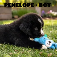 Penelope, a male Border Collie and Aussiedoodle for sale in Shelbyville, TX – 2 of 7