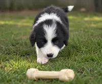 Pepe, a female Australian Shepherd and Poodle - Standard  for sale in Shelbyville, TX – 3 of 9