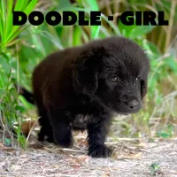 Doodle, a female Anatolian Shepherd Dog and Great Pyrenees for sale in Shelbyville, TX – 3 of 7