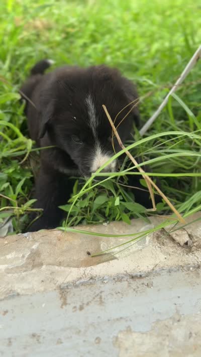 Penelope, a male Australian Shepherd and Poodle - Standard  for sale in Shelbyville, TX – 6 of 7