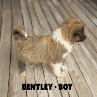 Bentley, a male Anatolian Shepherd Dog and Great Pyrenees for sale in Shelbyville, TX – 4 of 7