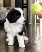 Pepe, a female Australian Shepherd and Poodle - Standard  for sale in Shelbyville, TX – 7 of 9