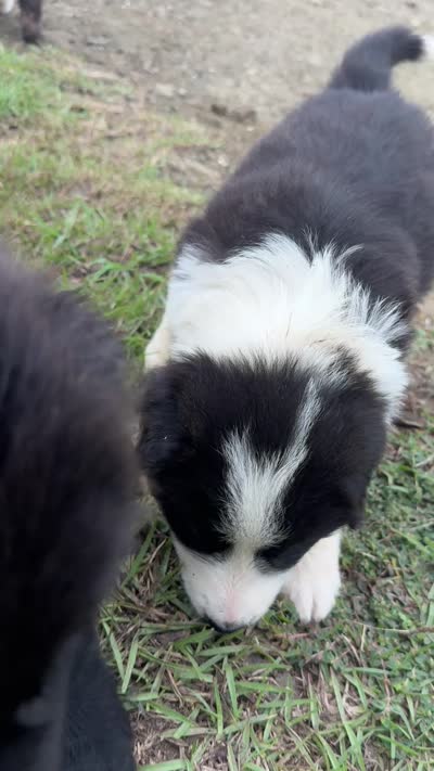Pepe, a female Australian Shepherd and Poodle - Standard  for sale in Shelbyville, TX – 2 of 9