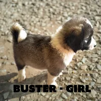 Buster, a female Anatolian Shepherd Dog and Great Pyrenees for sale in Shelbyville, TX – 5 of 7