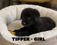 Tipper, a female Anatolian Shepherd Dog and Great Pyrenees for sale in Shelbyville, TX – 2 of 7