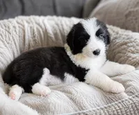 Pepe, a female Australian Shepherd and Poodle - Standard  for sale in Shelbyville, TX – 8 of 9