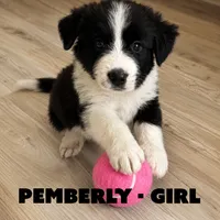 Pemberly, a female Border Collie and Aussiedoodle for sale in Shelbyville, TX – 2 of 7