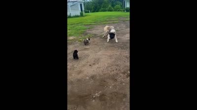 Penelope, a male Border Collie and Aussiedoodle for sale in Shelbyville, TX – 6 of 7
