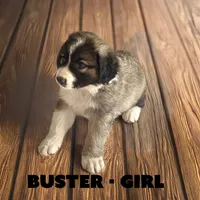 Buster, a female Anatolian Shepherd Dog and Great Pyrenees for sale in Shelbyville, TX – 2 of 7