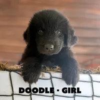 Doodle, a female Anatolian Shepherd Dog and Great Pyrenees for sale in Shelbyville, TX – 4 of 7