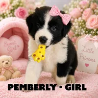 Pemberly, a female Border Collie and Aussiedoodle for sale in Shelbyville, TX – 4 of 7