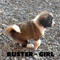 Buster, a female Anatolian Shepherd Dog and Great Pyrenees for sale in Shelbyville, TX – 3 of 7
