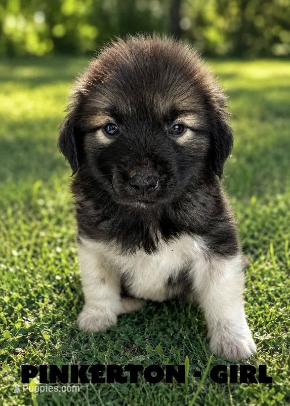 Pinkerton – Anatolian Shepherd Dog, Great Pyrenees puppy for sale in Shelbyville, TX