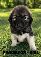 Pinkerton, a female Anatolian Shepherd Dog and Great Pyrenees for sale in Shelbyville, TX – 1 of 7