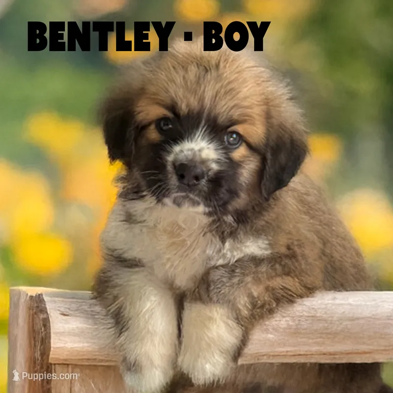 Bentley – Anatolian Shepherd Dog, Great Pyrenees puppy for sale in Shelbyville, TX